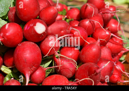 Bündel frische rote Radieschen auf dem Markt Stockfoto