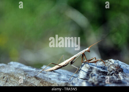 Europäische Gottesanbeterin (Mantis Religiosa) Weibliche auf rauhen Holz- grauer Hintergrund, weiche Verschwommene grüne Gras Hintergrund Stockfoto