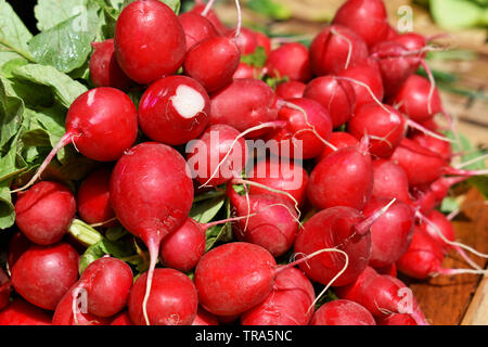 Bündel frische rote Radieschen auf dem Markt Stockfoto
