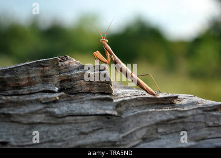 Europäische Gottesanbeterin (Mantis Religiosa) Weibliche auf rauhen Holz- grauer Hintergrund, weiche blurry blauer Himmel und Bäume Hintergrund Stockfoto