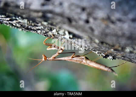 Europäische Gottesanbeterin (Mantis Religiosa) Weibliche auf rauhen Holz- grauer Hintergrund, weiche Verschwommene grüne Gras Hintergrund Stockfoto