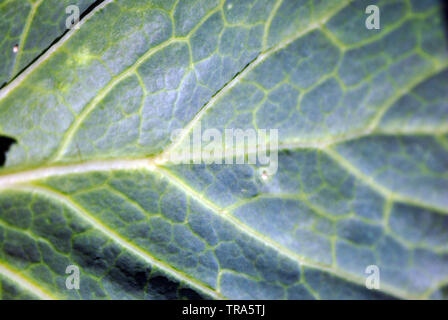 Kohl grünes Blatt natürliche organische Textur Hintergrund, Ansicht von oben Nahaufnahme Detail Stockfoto