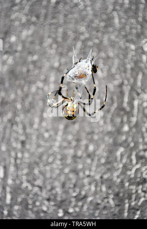 (Argiope Bruennichi wasp Spider) Weibliche in web Holding und Zöpfe fliegen mit Spinnweben, Rückansicht, sanft-grauen verschwommenen Hintergrund Stockfoto