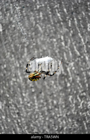 (Argiope Bruennichi wasp Spider) Weibliche in web Holding und Zöpfe fliegen mit Spinnweben, Rückansicht, sanft-grauen verschwommenen Hintergrund Stockfoto