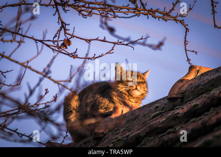 Chillige Katze schläft auf das alte Dach Stockfoto