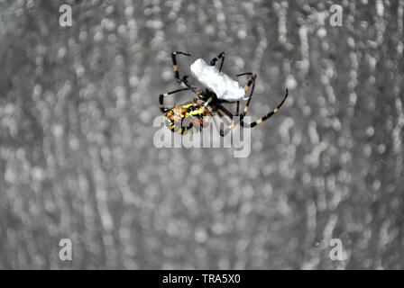 (Argiope Bruennichi wasp Spider) Weibliche in web Holding und Zöpfe fliegen mit Spinnweben, sanft-grauen verschwommenen Hintergrund Stockfoto