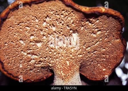 Polyporus squamosus (Cerioporus Squamosus, dryaden Sattel und der Fasan zurück Pilz) Pilzzucht auf Baumstamm, Nahaufnahme Textur Detailansicht o Stockfoto