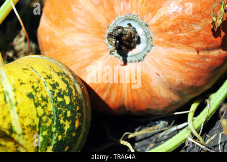 Kürbis Pflanze, die in der schwarzen Erde, gelb grün orange kleine und große Kürbis, Nahaufnahme Makro Detail Stockfoto
