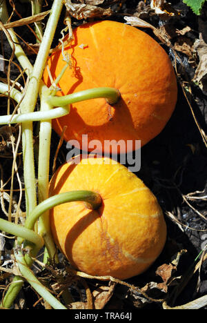 Kürbis Pflanze, die in der schwarzen Erde, Paar orange Kürbisse auf Stammzellen, Ansicht von oben Stockfoto