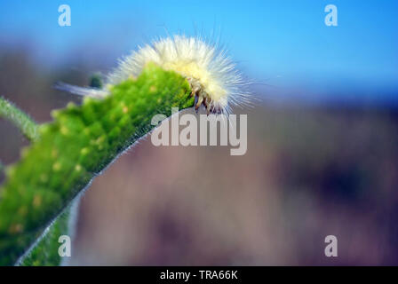 Calliteara pudibunda (Pale tussock oder meriansborstel) Gelb Flauschige Caterpillar kriechen auf grünes Blatt, Landschaft, Nahaufnahme Makro Detail Stockfoto