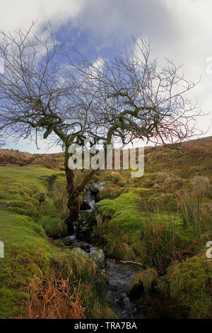 Ein kleiner Bach, Grim's Lake, auf Hookney Moor, Dartmoor, Devon Stockfoto