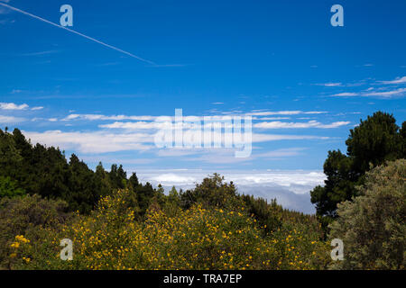 Im Zentrum von Gran Canaria, Las Cumbres, höchste Gegenden der Insel, Blick über die Baumkronen in Richtung Panza de Burro, Esel Bauch, Wolkenbedeckung fast alw Stockfoto