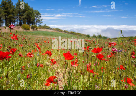 Im Zentrum von Gran Canaria, Las Cumbres, höchste Gegenden der Insel, Ansicht Blüte Mohn in Richtung Panza de Burro, Esel Bauch, Wolkenbedeckung fast Stockfoto