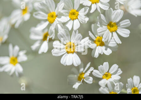 Flora von Gran Canaria - Ferula linkii, riesige Kanarischen Fenchel, Blumen zwischen gebrannt schwarz retama Büsche Stockfoto