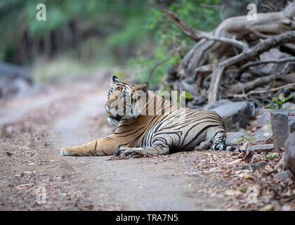 Männliche Tiger T-112 Jam wandern in Ranthambore Stockfoto