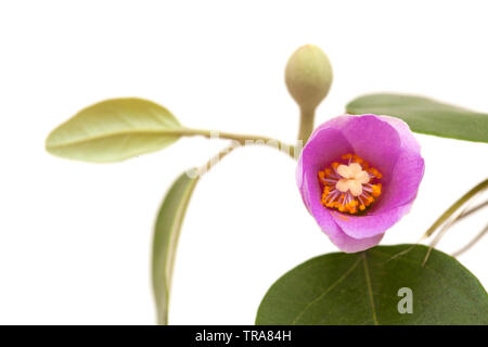 Rosa Blüten von Lagunaria patersonia, Pyramid Baum, isoliert auf weißem Stockfoto