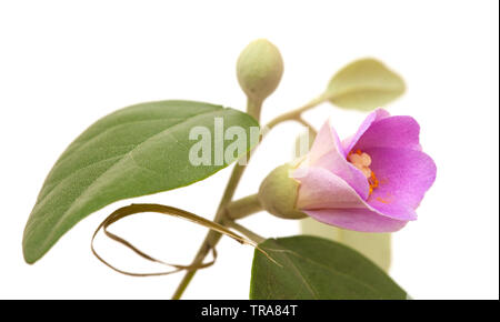 Rosa Blüten von Lagunaria patersonia, Pyramid Baum, isoliert auf weißem Stockfoto