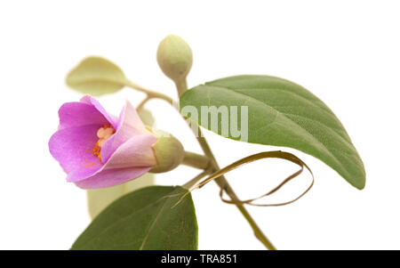 Rosa Blüten von Lagunaria patersonia, Pyramid Baum, isoliert auf weißem Stockfoto