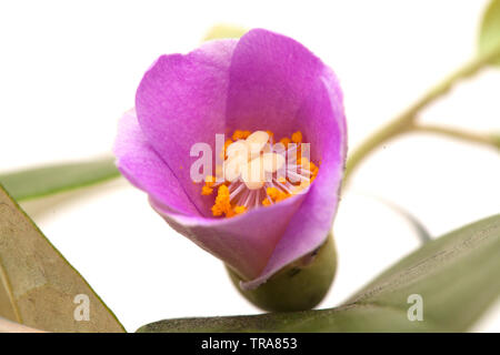 Rosa Blüten von Lagunaria patersonia, Pyramid Baum, isoliert auf weißem Stockfoto