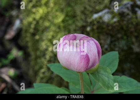 Blume der Pfingstrose (Paeonia mascula) Stockfoto