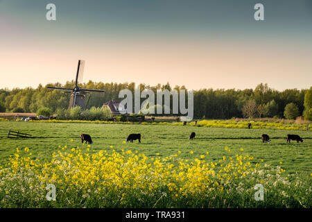 Kühe auf einem Feld und Windmühlen in Leiden in Südholland, Niederlande Stockfoto