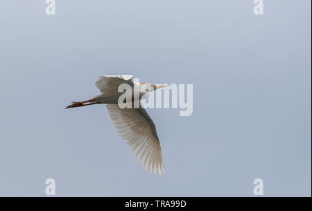 Flying Kuhreiher (Bubulcus ibis) Stockfoto