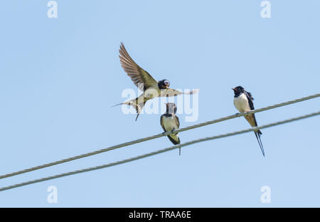 Rauchschwalben (Hirundo rustica) auf Draht mit einer Anzeige oder aggressiv zu sein zu den anderen Stockfoto