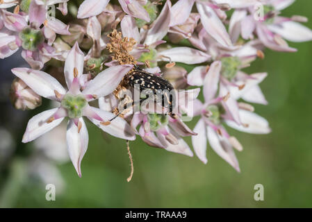 Käfer (Oxythyrea funesta Mittelmeer) Fütterung auf Allium nigrum beschmutzt Stockfoto