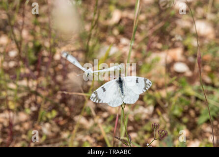 Thront östlichen Dappled Weiß (Euchloe ausonia), mit der die Fortschritte eines männlichen um Sie herum fliegen Stockfoto
