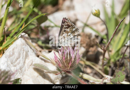 Malvae grizzled Skipper (Schmetterling) Fütterung auf ein Kleeblatt Stockfoto