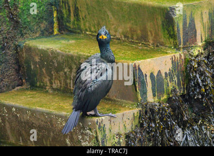 Shag [Phalacrocorax aristotelis] auf eine Schritt-Hafen von Scarborough, North Yorkshire, Großbritannien Stockfoto