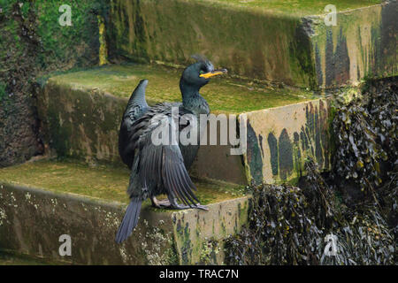 Shag [Phalacrocorax aristotelis] auf eine Schritt-Hafen von Scarborough, North Yorkshire, Großbritannien Stockfoto