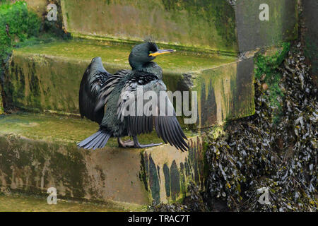 Shag [Phalacrocorax aristotelis] auf eine Schritt-Hafen von Scarborough, North Yorkshire, Großbritannien Stockfoto