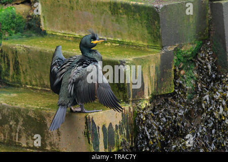 Shag [Phalacrocorax aristotelis] auf eine Schritt-Hafen von Scarborough, North Yorkshire, Großbritannien Stockfoto