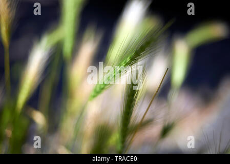 Schließen Sie ein frisch wachsenden Stängel von Weizen in einem Feld im Frühling Sonnenschein Stockfoto