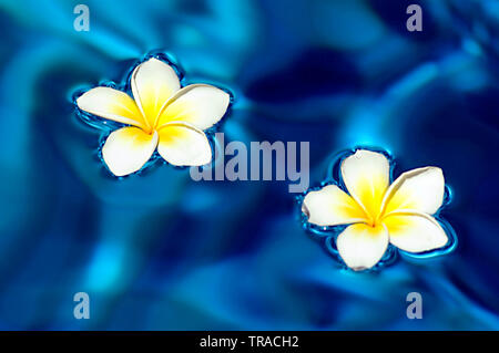 Beeindruckende Nahaufnahme Bild von Frangipani Blüten schweben im Wasser an einem Retreat Resort in Asien Stockfoto