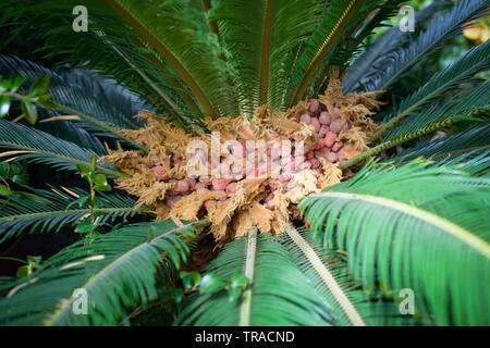 Sago Palm - Cycas Revoluta. Nahaufnahme. Stockfoto