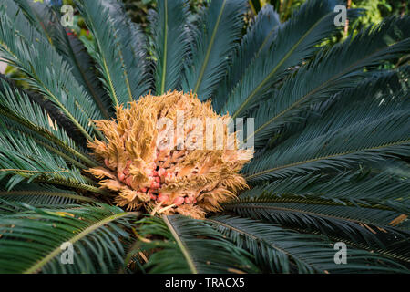 Sago Palm - Cycas Revoluta. Nahaufnahme. Stockfoto