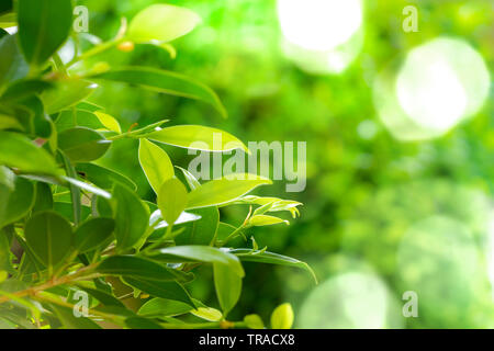 Grüne Blätter grün bokeh Hintergrund im sonnigen Tag Stockfoto