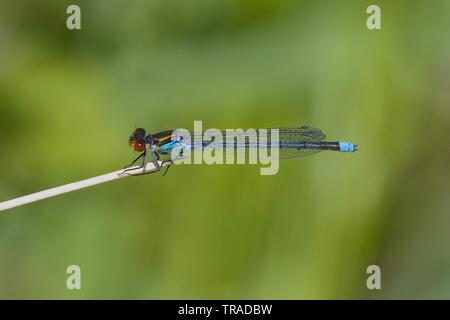 Red-eyed Damselfly ruht in der Frühlingssonne. Stockfoto