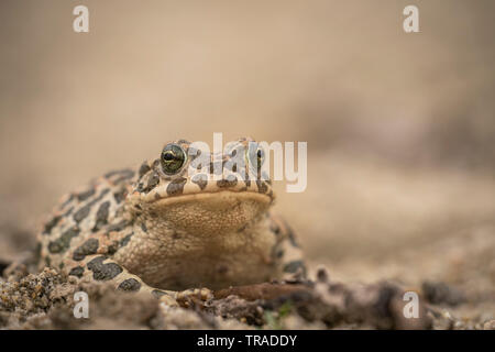 Europäische Wechselkröte, Bufo viridis, auf sandigen Boden am Rand der Zucht pool Stockfoto