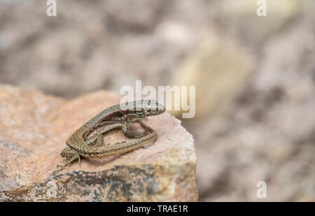 Gemeinsame wand Eidechse Podarcis muralis, auf Felsvorsprung in Bulgarien. Stockfoto