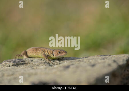 Zauneidechse Lacerta agilis Stockfoto