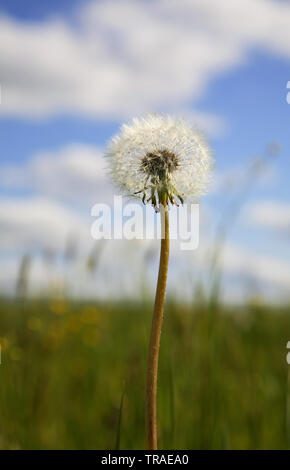 Landschaft in der Nähe von Gagarin. Smolensk. Russland Stockfoto