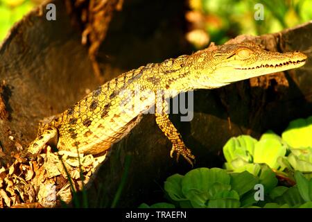 Ein Baby Krokodil Aalen in der Sonne am Ufer des Flusses im Selous Game Reserve. Stockfoto