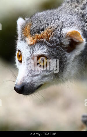 Zooporträt einer weiblichen gekrönten Lemur, wachsam an einer Futterstation. Stockfoto