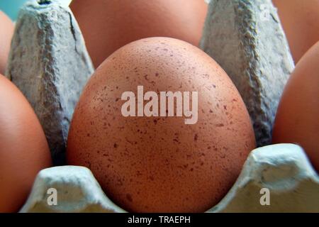 Frische Eier mit einem braunen Shell in einem recyceltem Karton Container Stockfoto