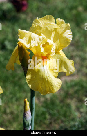 Blassgelbe Irisblume „Techny Chimes“ große bärtige Iris Stockfoto