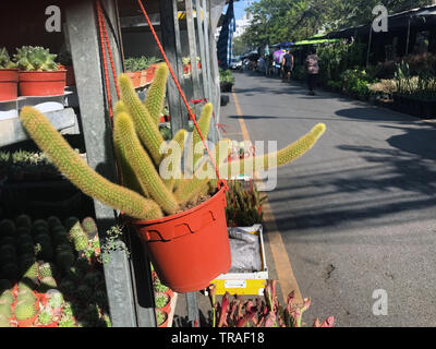 kaktus eis laktosefrei Cactus-Watermelon-Apple Ice Cream 9x45ml main image 0