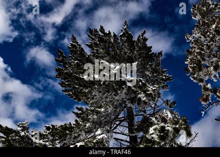 Verschneite Parnitha Mt., Athen, Griechenland Stockfoto